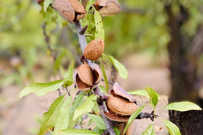Food Experience at our Farm in Noto Hills - Key points about the Noto farm experience