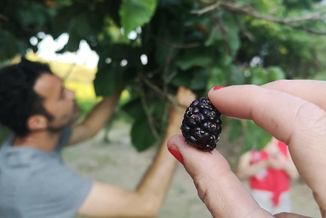 Food Experience at our Farm in Noto Hills - How the timing works for a day in Noto