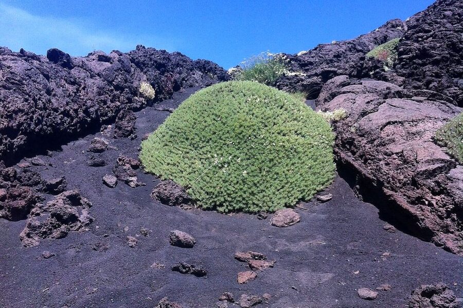 From Catania: Mount Etna Half-Day Tour and Wine Experience - Key points to know before booking
