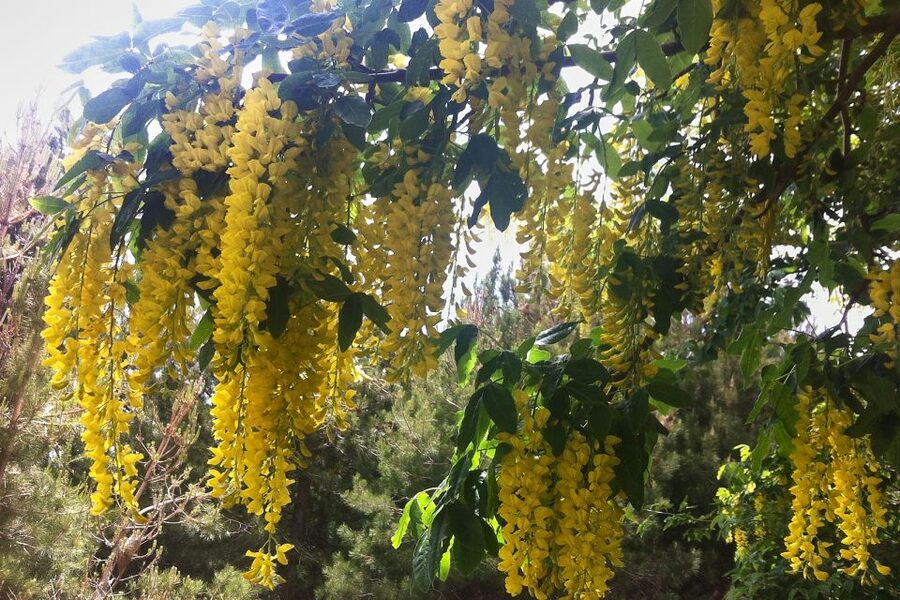 From Catania: Mount Etna Half-Day Tour and Wine Experience - What the seven-hour schedule really feels like