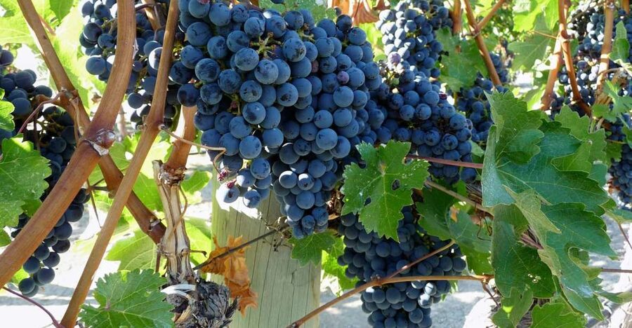 From Catania: Mount Etna Half-Day Tour and Wine Experience - Walking among Etna’s craters
