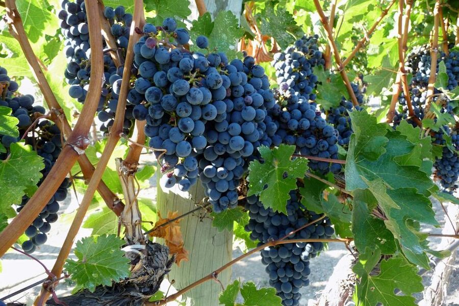 From Catania: Mount Etna Half-Day Tour and Wine Experience - Leaving Catania around 8:30 a.m.