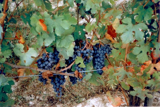 From Syracuse: Private Tour of Three Etna Wineries with food - Who will get the most from this Etna wine tour