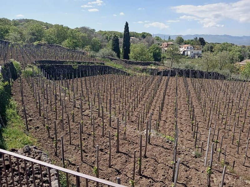 From Taormina: Etna Walking Tour and Wine Tasting in Winery - Who should book this Etna experience?