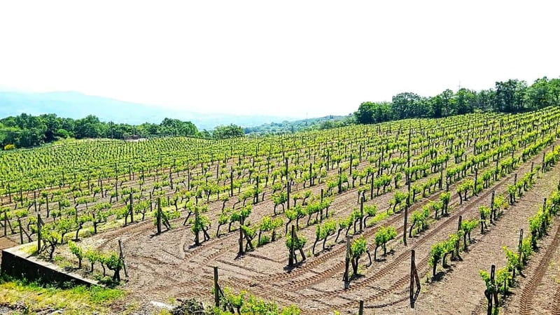 From Taormina: Etna Walking Tour and Wine Tasting in Winery - FAQ