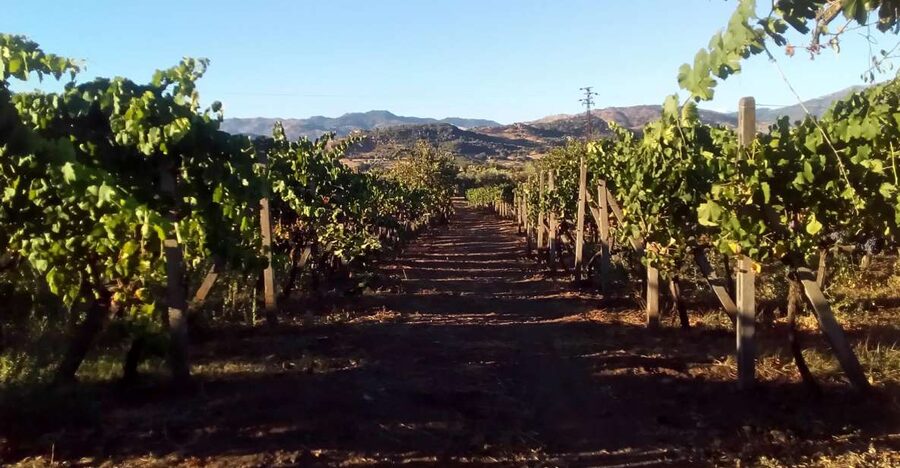 From Taormina: Etna Wineries Small Group Tour - The first winery and your opening tasting