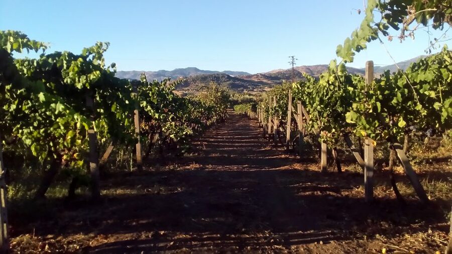 From Taormina: Etna Wineries Small Group Tour - The second winery, lunch, and three DOP wines