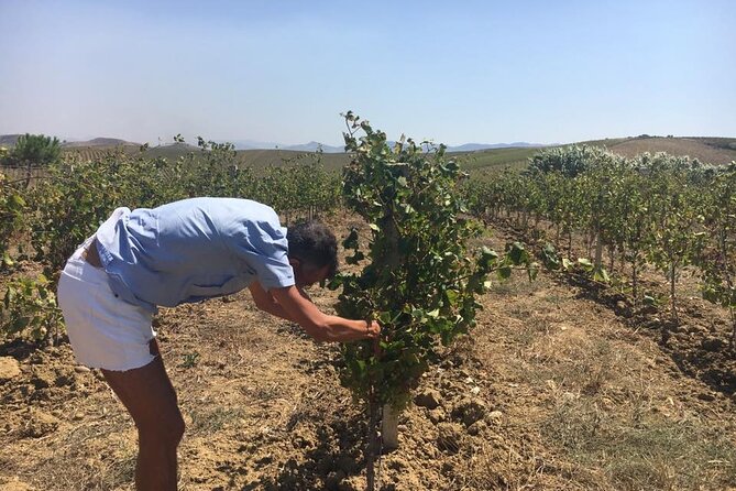 Full-Day Wine Tour in Western Sicily - Why this wine day feels different from a standard tasting
