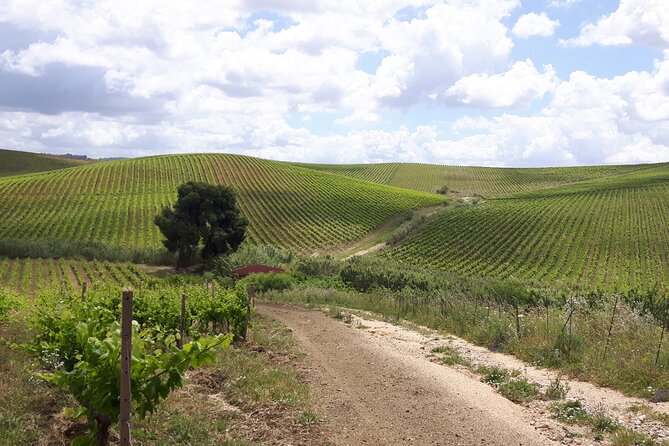Full-Day Wine Tour in Western Sicily - Alcamo, Adamo Vineyard, and the working farm