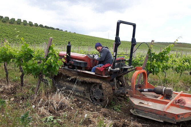 Full-Day Wine Tour in Western Sicily - What Gianni Grillo adds to the day
