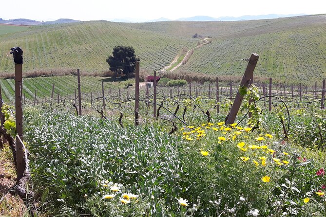 Full-Day Wine Tour in Western Sicily - Private touring and group size
