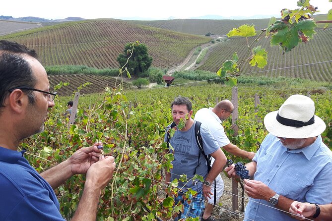 Full-Day Wine Tour in Western Sicily - Is the $480.56 price good value?