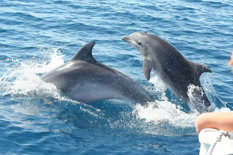 Giardini Naxos: Dolphin Catamaran Sunset Tour with Aperetif - The 30-minute swim and Sicilian aperitif