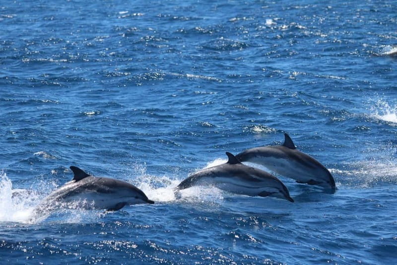 Giardini Naxos: Dolphin Catamaran Sunset Tour with Aperetif - How much value do you get for $56.37?