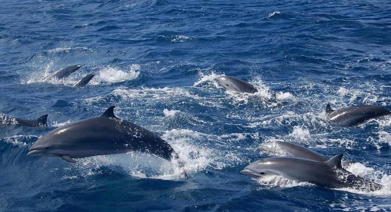Giardini Naxos: Dolphin Catamaran Sunset Tour with Aperetif - Should you book the Giardini Naxos dolphin tour?