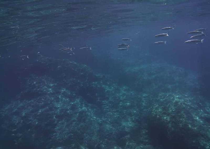 Giardini Naxos Taormina: Dolphin Watching Sunset Tour - The Love Cave and Blue Cave