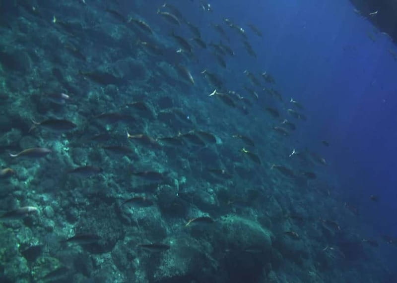 Giardini Naxos Taormina: Dolphin Watching Sunset Tour - Who will enjoy this boat tour?