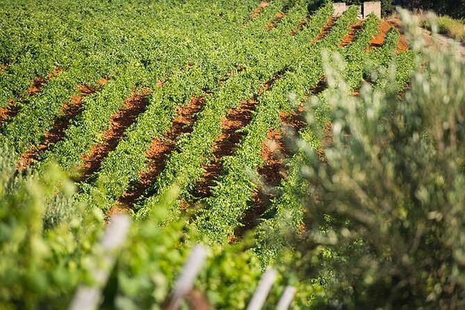 Gourmet Pizza Workshop and Wine Tasting - A farm visit before the pizza starts
