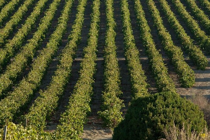 Historic winery visit with food and wine tasting in Marsala - Why the food pairing adds real value