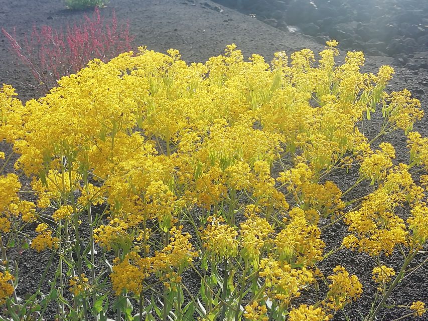 Mount Etna and Alcantara Gorges Day Trip - Seeing the 2002 eruption sites