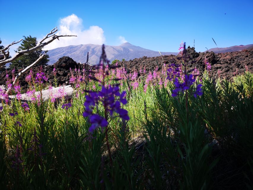 Mount Etna: Trek to the Craters of The 2002 Eruption - Is the $39.86 price good value?