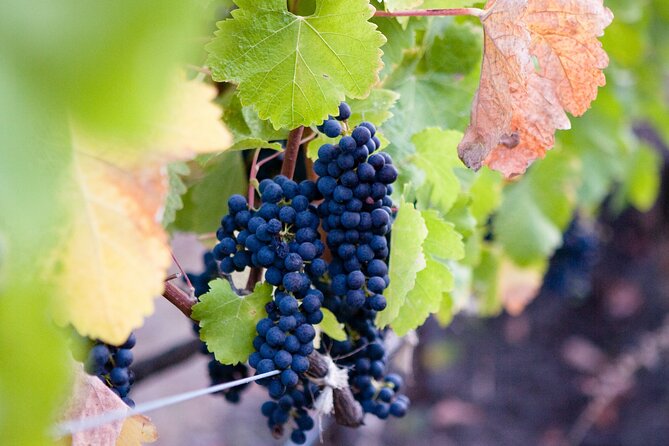 Mt Etna and Wine tasting tour from Catania - Walking Monte Etna on natural paths