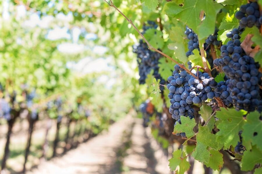 Mt Etna Private guided walking Tour with Wine Tasting - Key points to know before booking