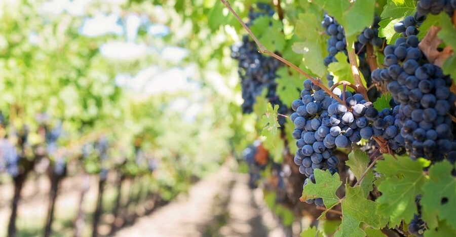 Mt Etna Private guided walking Tour with Wine Tasting - Entering a lava tunnel for about 20 minutes