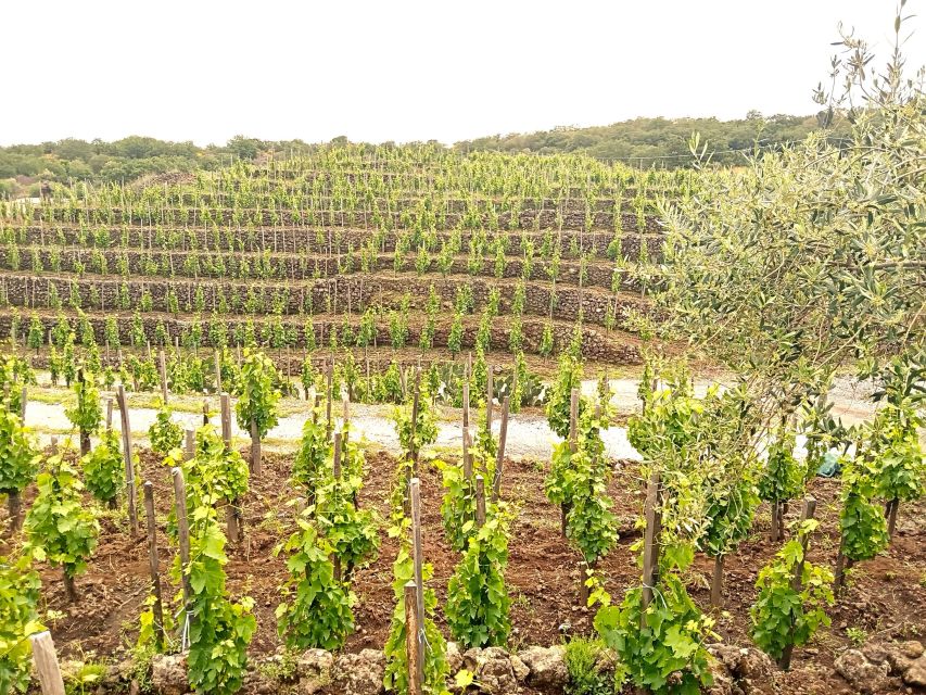 Mt Etna Private guided walking Tour with Wine Tasting - Etna wines and organic Sicilian food