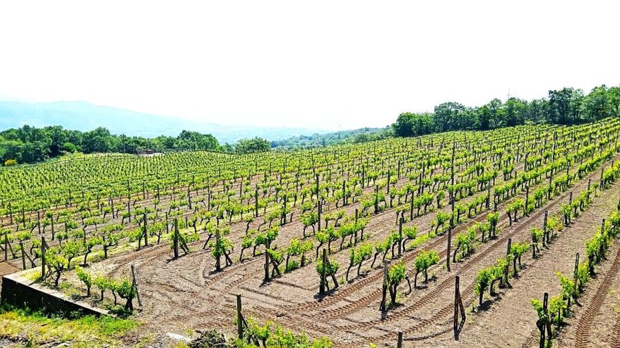 Mt Etna Private guided walking Tour with Wine Tasting - Who should choose this Etna tour?