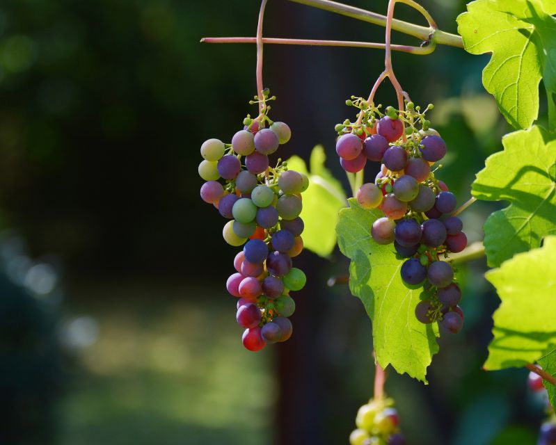 Mt Etna Private guided walking Tour with Wine Tasting - Walking across lava flows and extinct craters