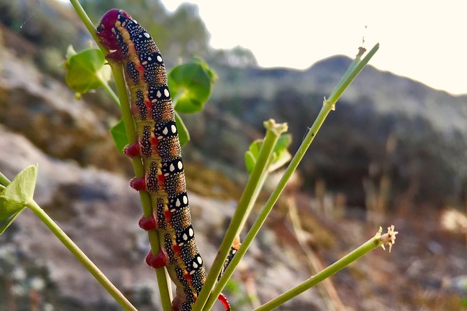 Naturalistic excursion to Ustica - Starting at 5:30 pm on Via Dottore Mario Randaccio
