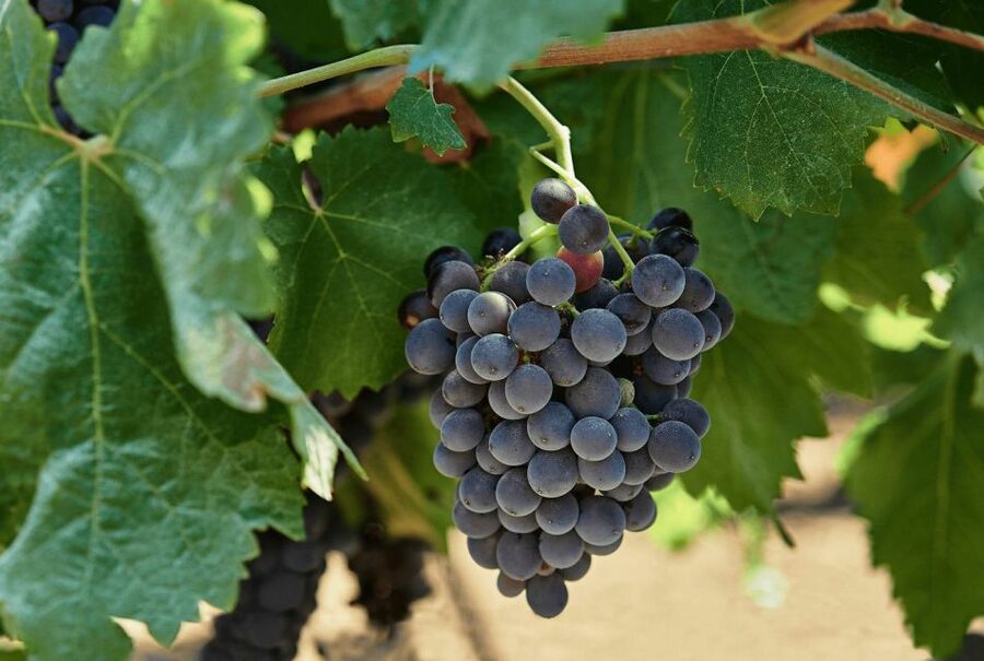 Oil & Wine Tasting - Why Baglio Ingardia makes a good Trapani side trip