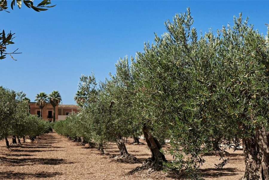 Oil & Wine Tasting - The olive oil tasting is the star