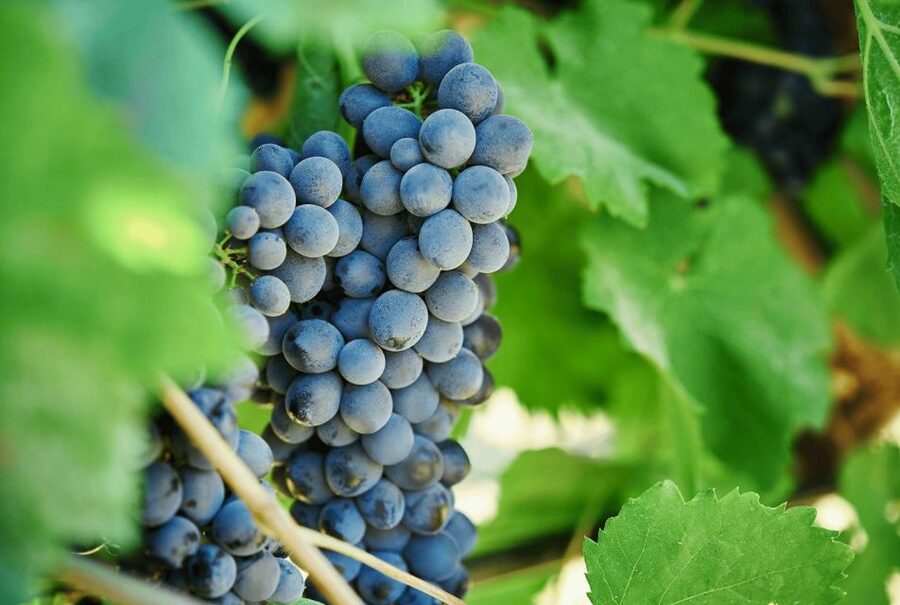 Oil & Wine Tasting - The value of the $35 price