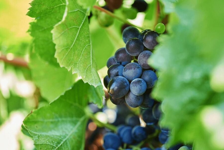 Oil & Wine Tasting - Who will enjoy this experience most?