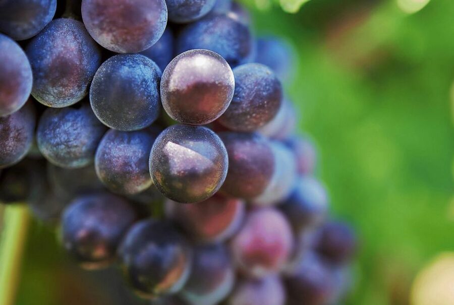 Oil & Wine Tasting - Walking through the baronial garden