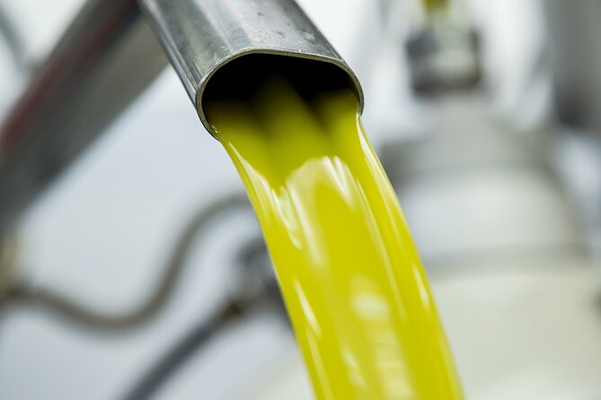 Olive harvest, visit to the oil mill and typical lunch - Getting there from Syracuse or Catania