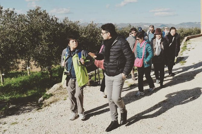 Olive Oil Experience - A farm visit that explains the oil on your table