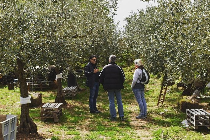 Olive Oil Experience - A Sicilian lunch, not just a tasting plate
