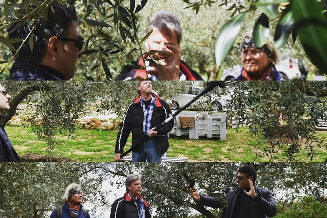 Olive Oil Experience - Learning what extra virgin really means