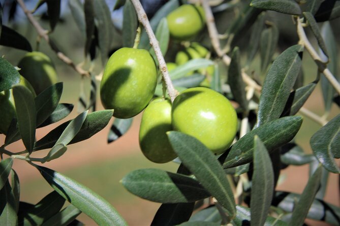Olive Oil Tasting & Historic Olive Mill Tour in Ragusa area - The Erbesso DOP Monti Iblei tasting