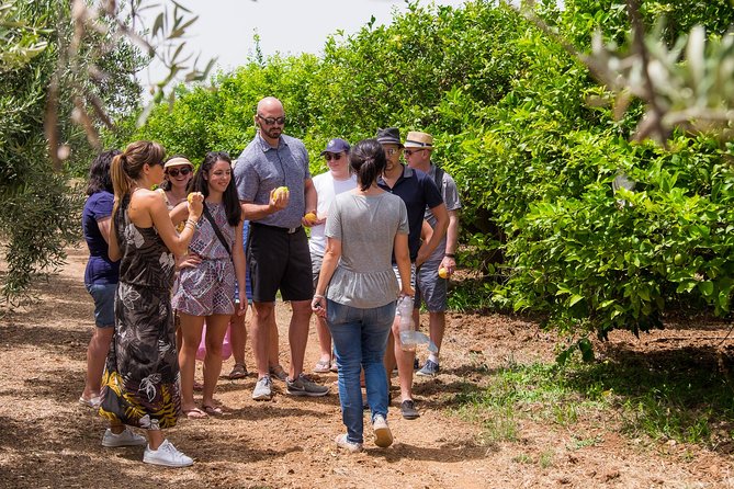 Olive oil tasting in Syracuse, Sicily - Evoo Tour - When to schedule the visit