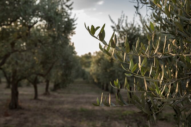 Olive Oil Tour Visit to the oil mill and olive oil tasting - Starting among Terra Surti’s olive trees