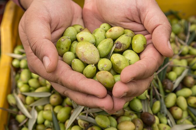 Olive Oil Tour Visit to the oil mill and olive oil tasting - Tasting extra virgin olive oil the Sicilian way