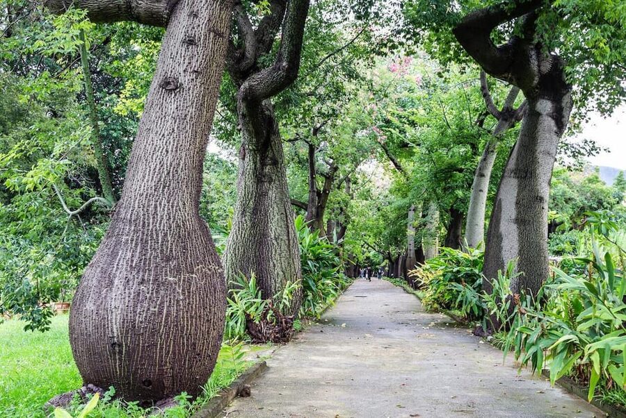 Palermo: Botanical Garden Entry Ticket and Palermo Audio App - Starting at the main entrance