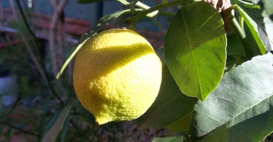 Palermo: Cooking and Limoncello Class - Key points to know before booking