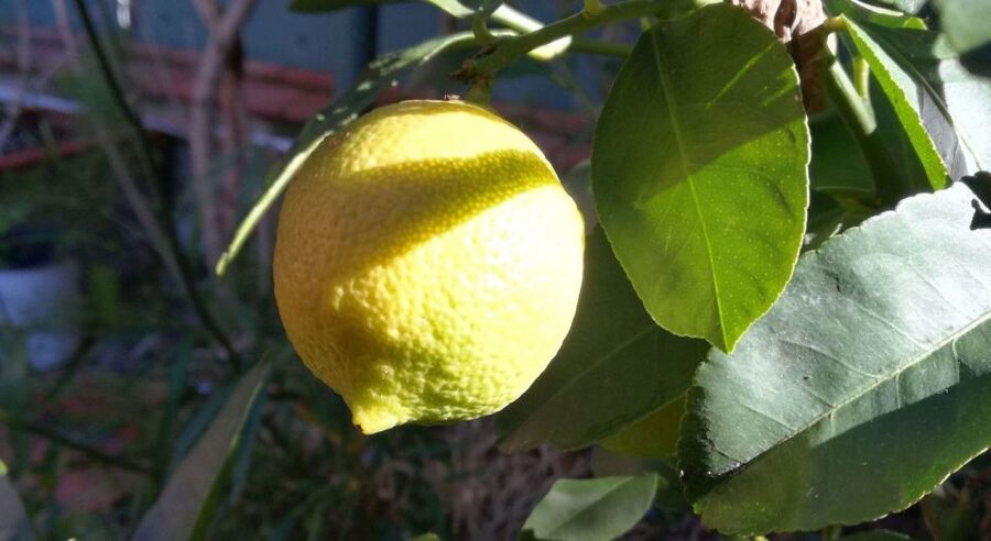 Palermo: Cooking and Limoncello Class - A welcome glass of Sicilian white wine