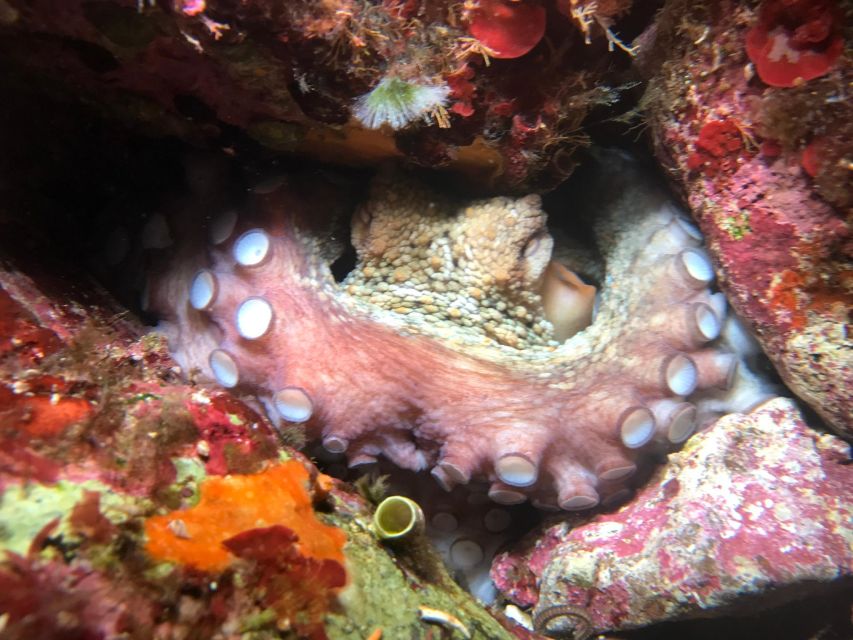 Palermo: Full-Day Snorkeling Boat Tour with Lunch and Wine - Lunch on board with Sicilian flavors