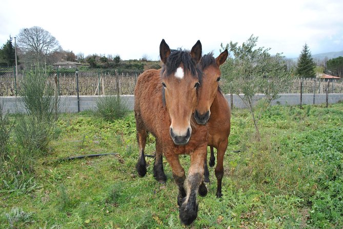 Private Horseback Riding Tour on Etna Area + Traditional Lunch - The Sicilian lunch after the ride